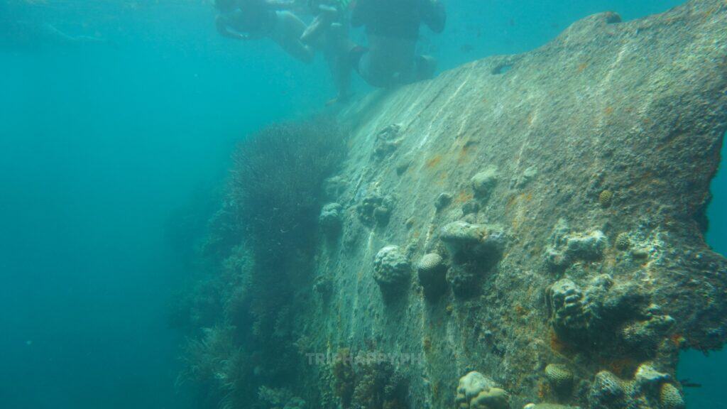 things to do in coron palawan 8_CORON REEFS AND WRECK - OPTIONAL TOUR