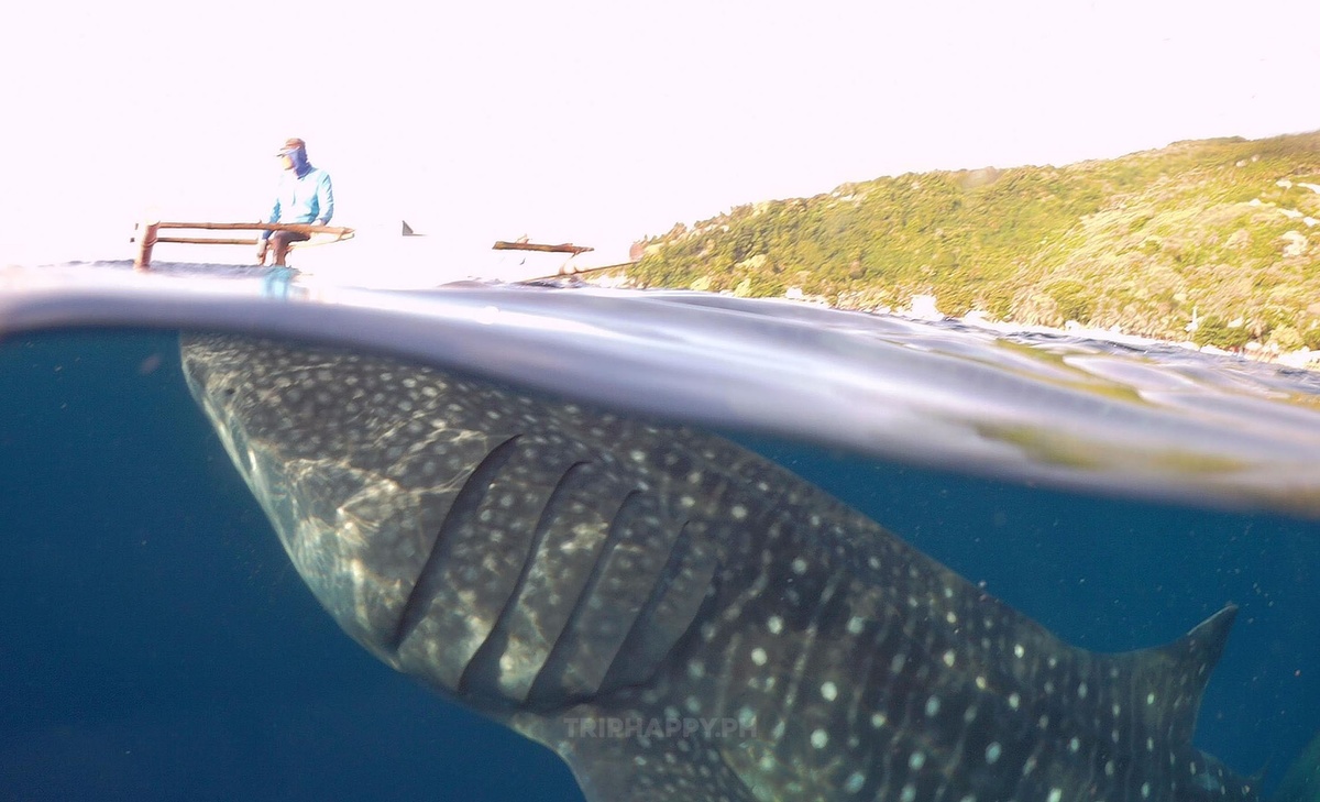 whaleshark