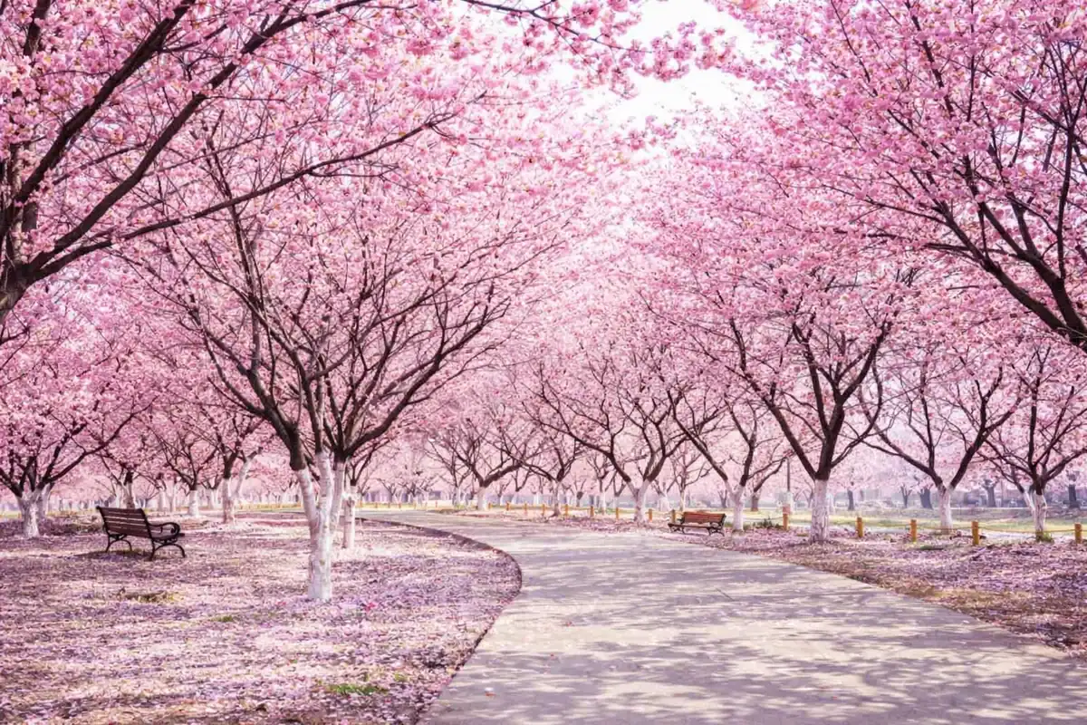cherry-blossom-garden