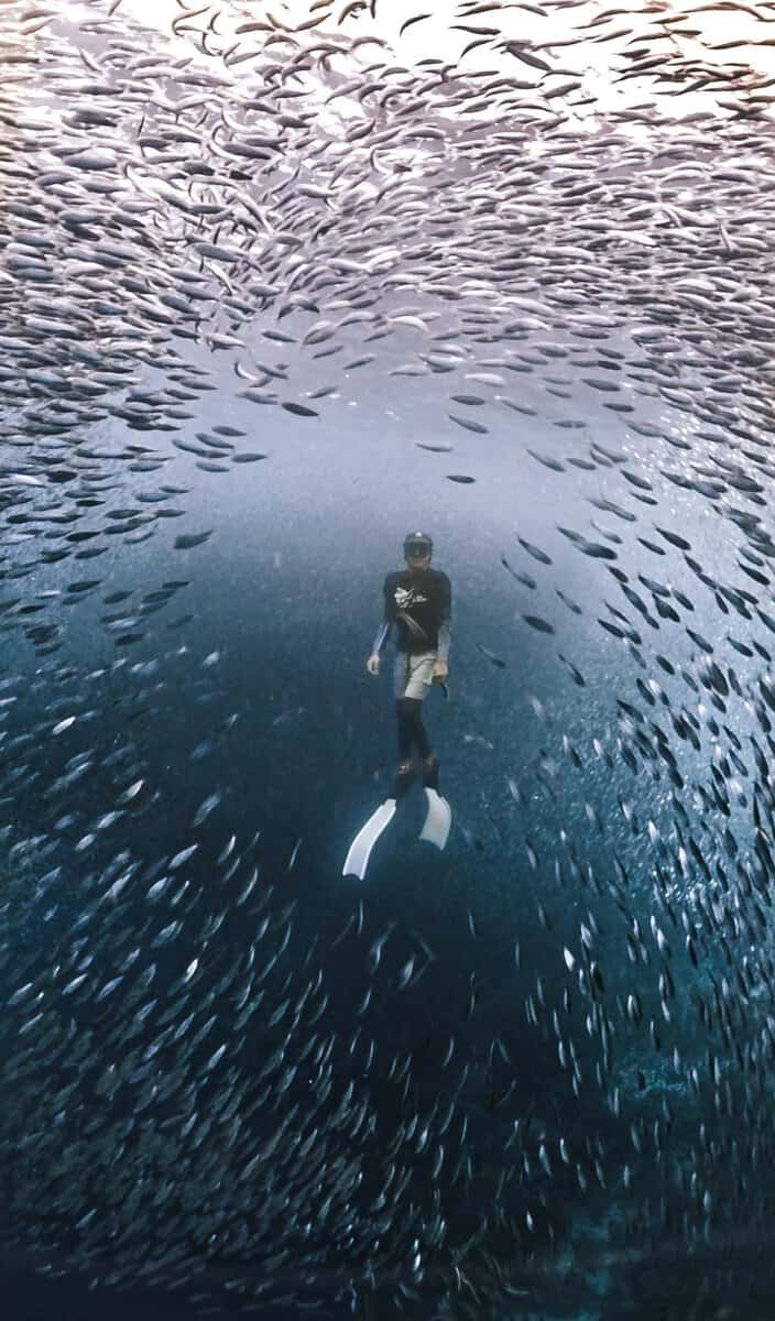 Sardine Run Experience in Mactan Cebu | Snorkeling or Freediving