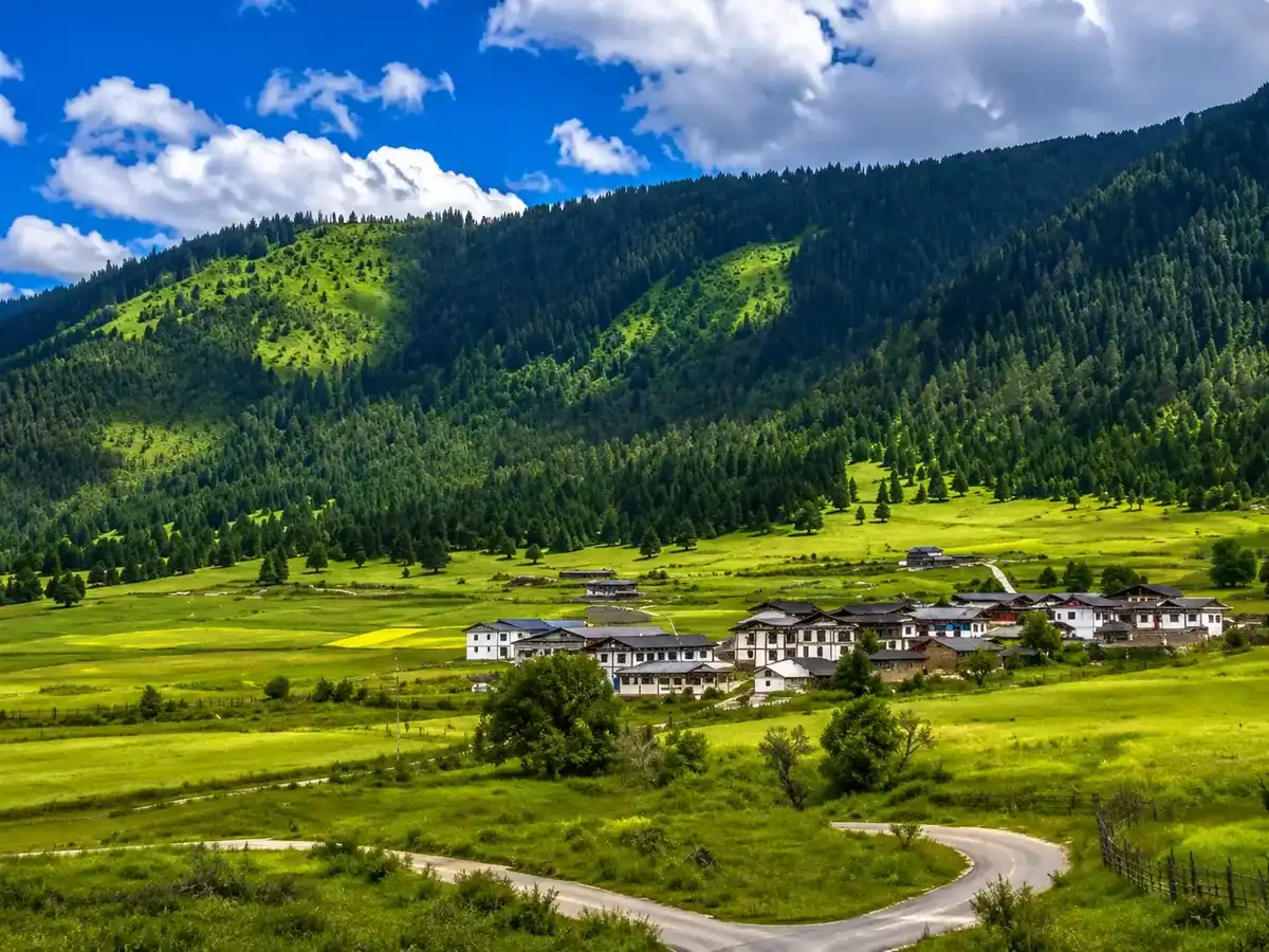 Lulang Forest Scenic Area