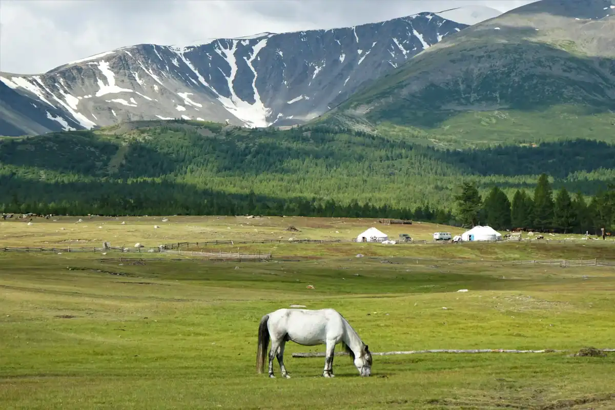 Mongolian Grasslands with Horses and Mountains