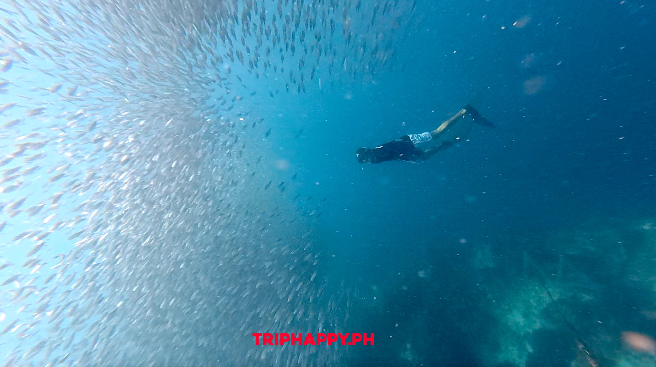 mactan sardines