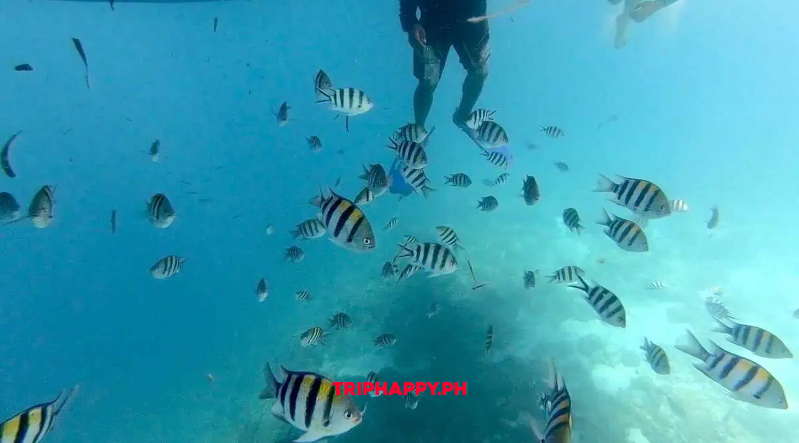 Fish Feeding and Snorkeling