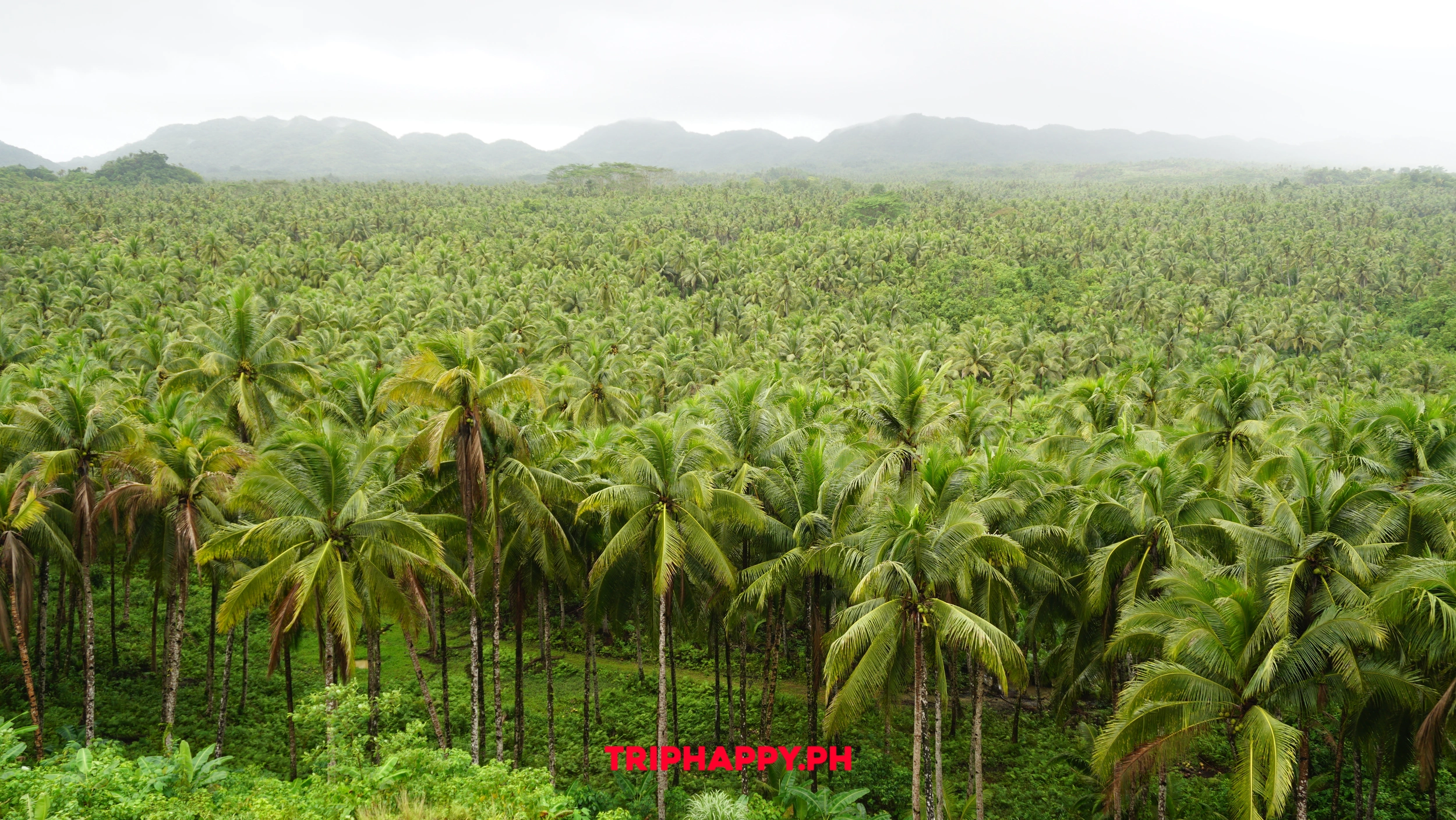 Drive through lush coconut-lined landscapes on your Siargao adventure.