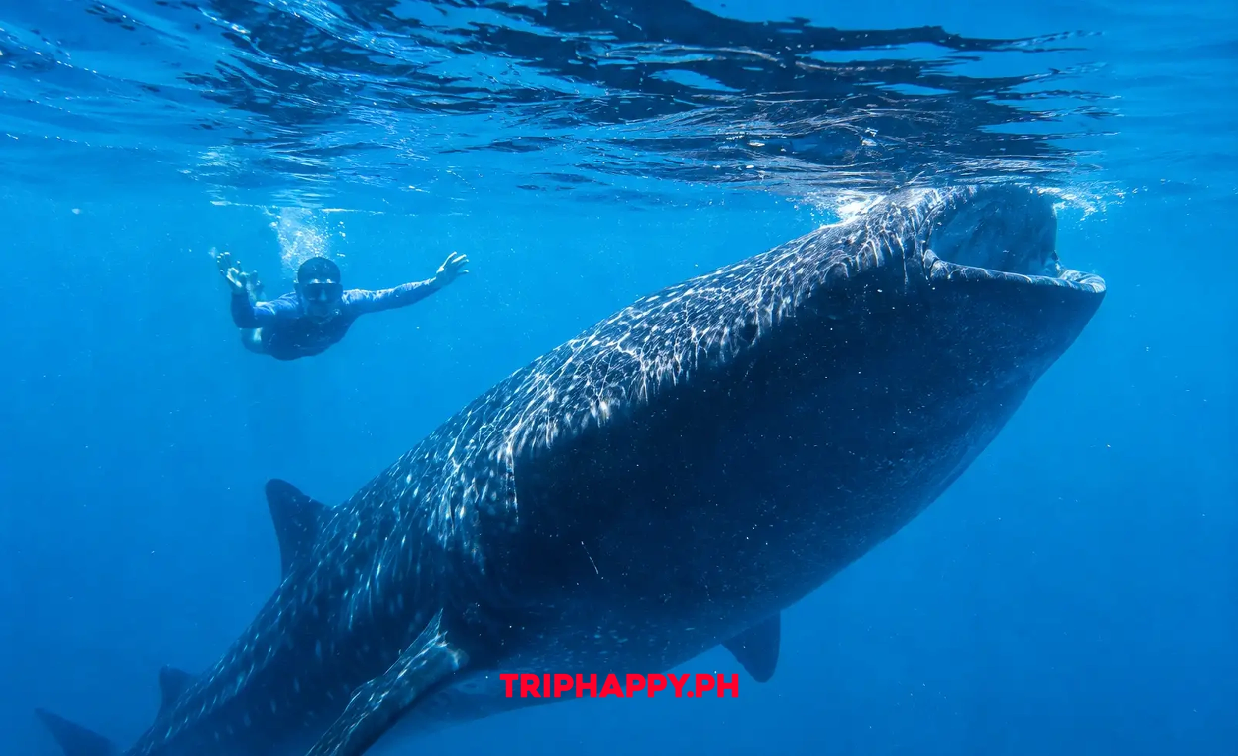Oslob Whale Shark Tour from Dumaguete