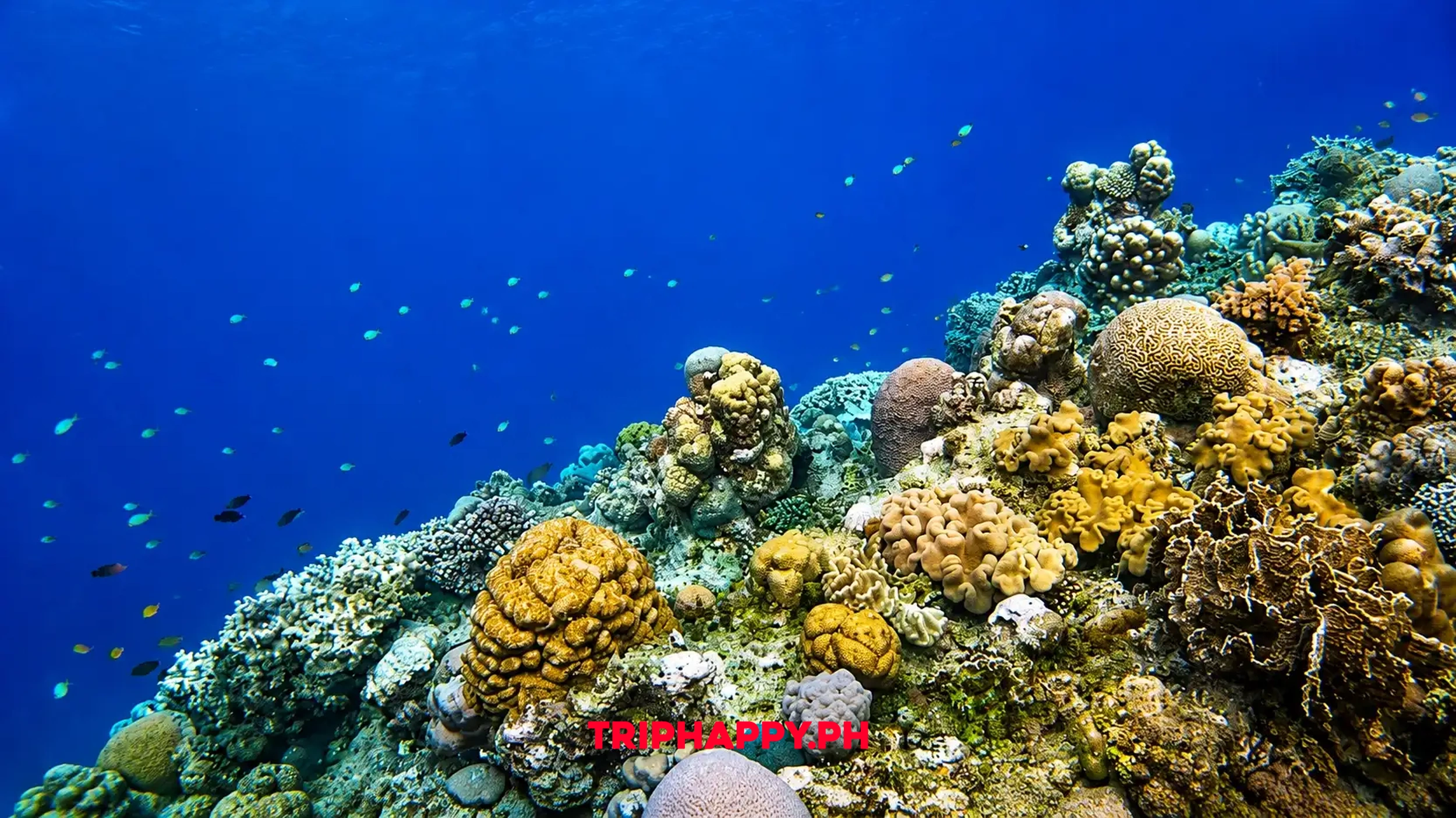 Corals watching Moalboal
