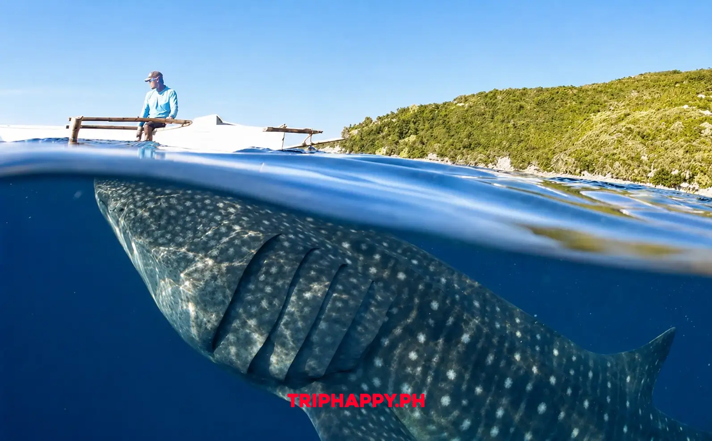 Oslob Whale Sharks, Waterfalls and Sumilon Island Tour (2026)