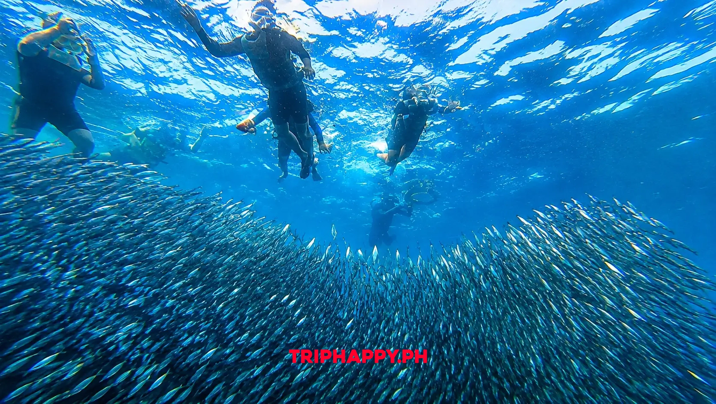 Sardines Run Moalboal