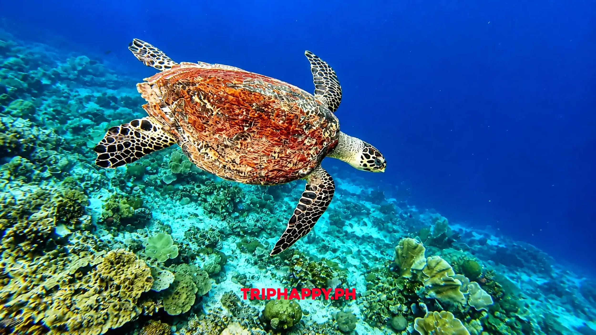 Turtle Watching