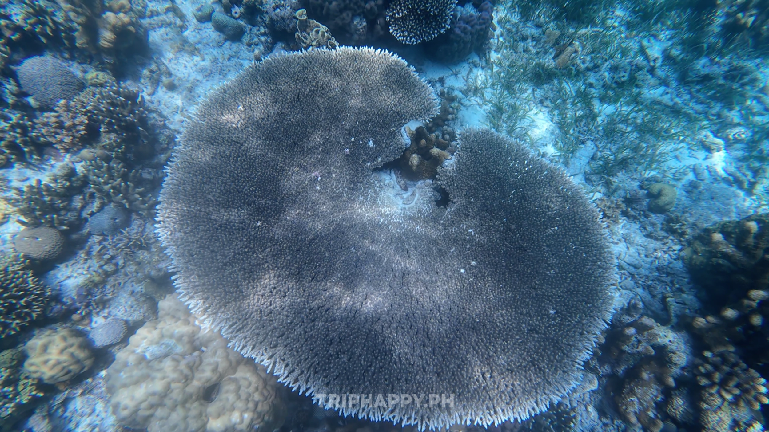 Mactan island Hopping