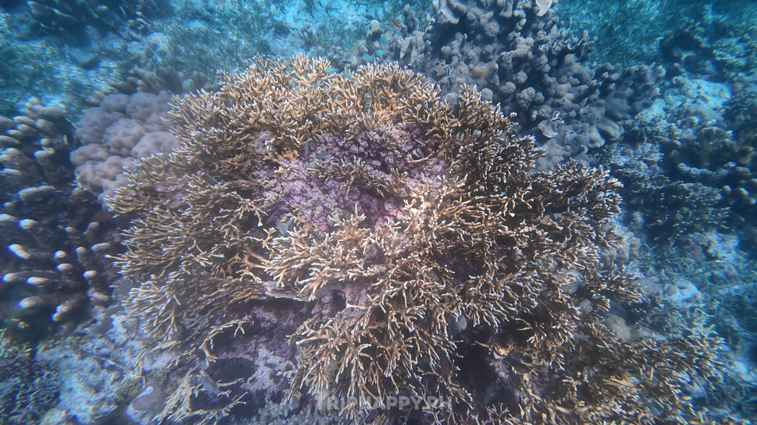 Island hopping