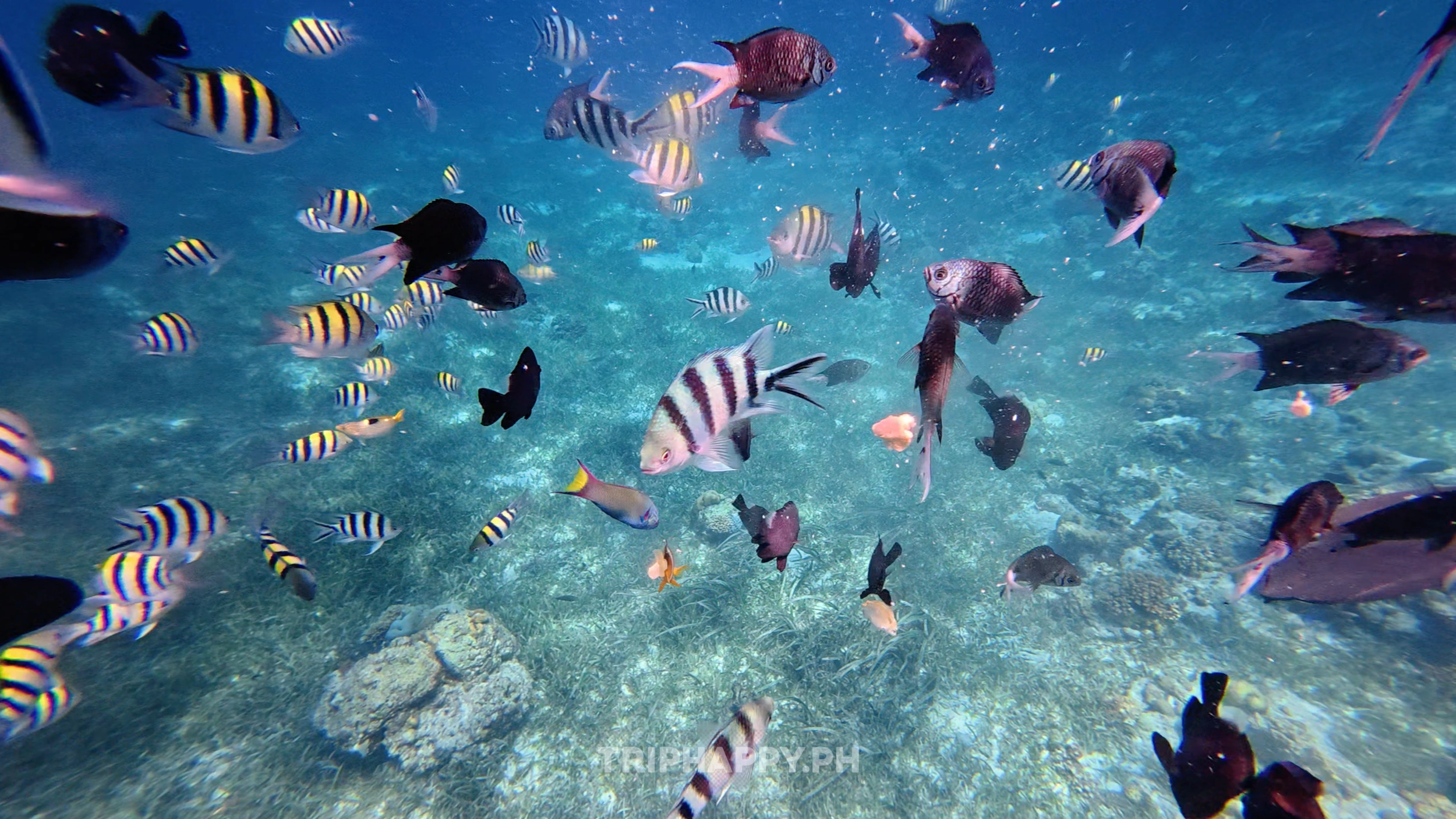 island hopping snorkeling